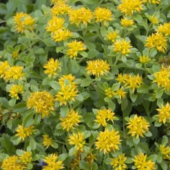 Sedum du Kamtschaka - Fleurit sans arrosage