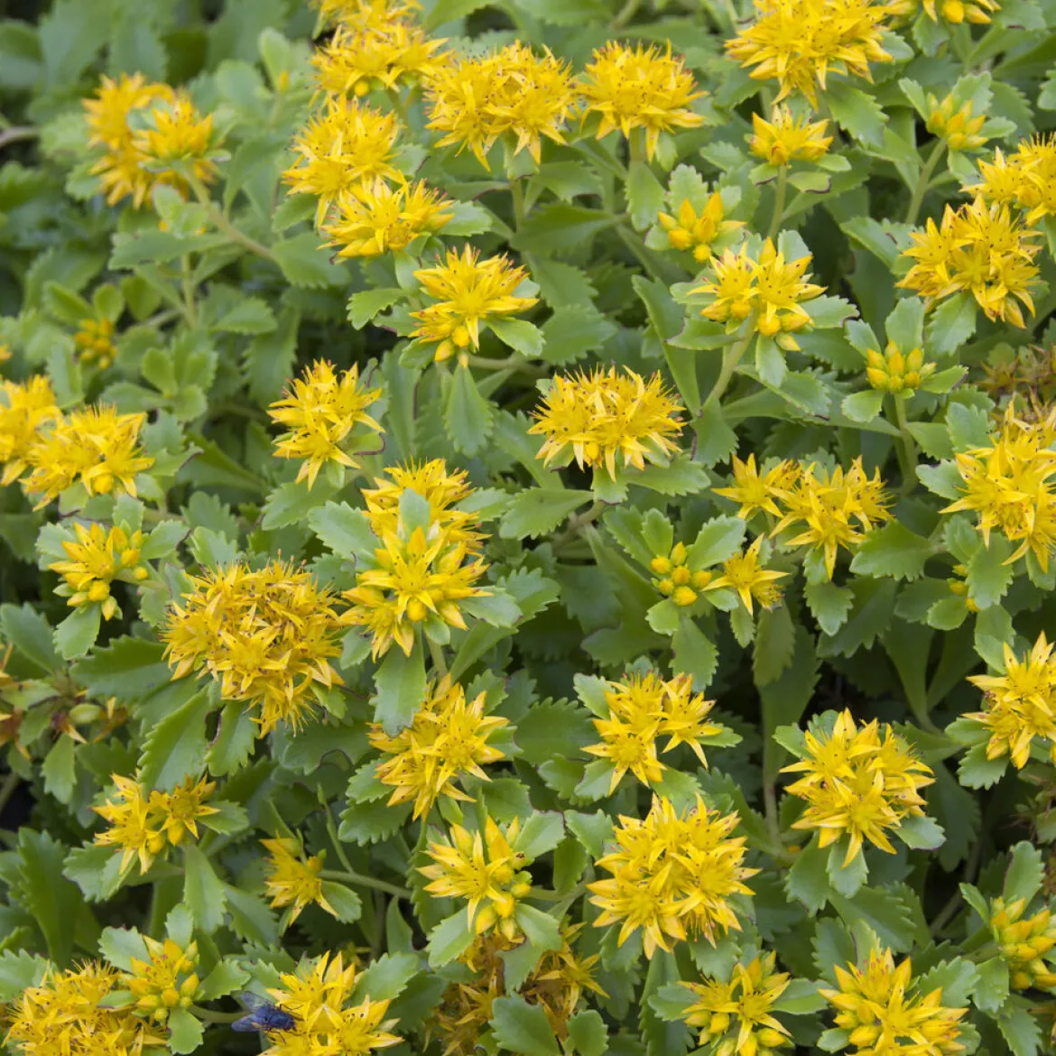 Sedum du Kamtschaka - Fleurit sans arrosage