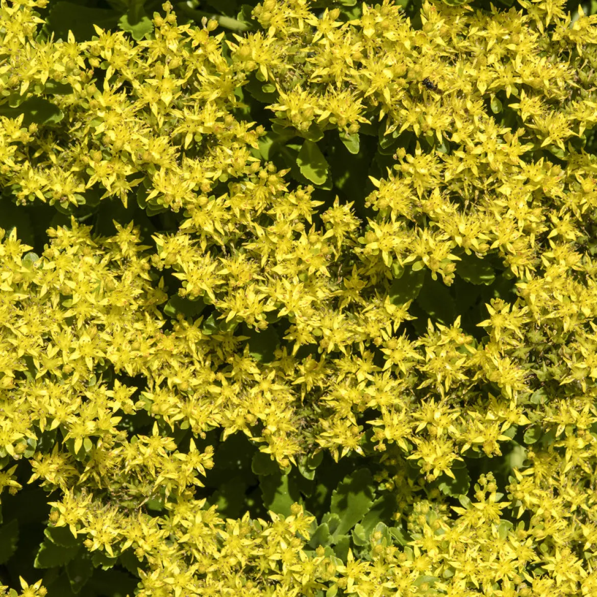 Sedum du Kamtschaka - Fleurit sans arrosage
