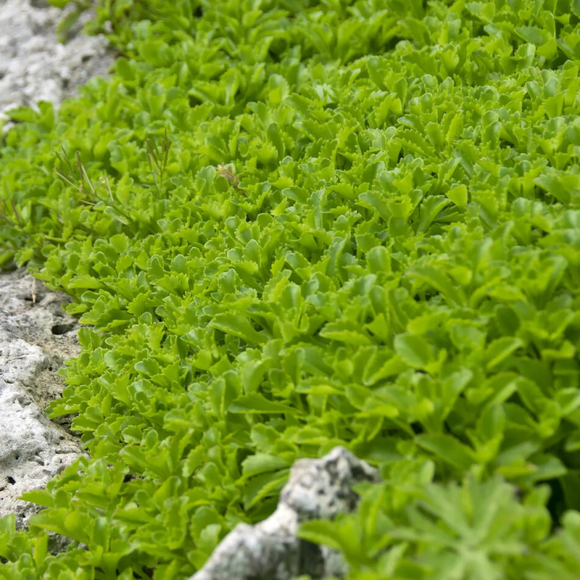 Sedum du Kamtschaka - Fleurit sans arrosage