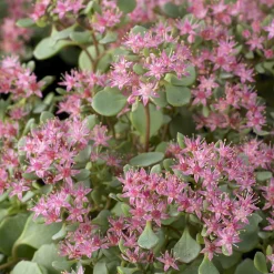 Sedum Lidakense - Un tapis fleuri sans effort