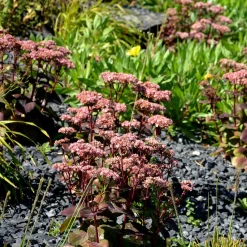 Sedum Matrona - Le sedum qui joue la couleur