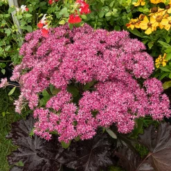 Sedum Mr Goodbud - Fleurit sans effort
