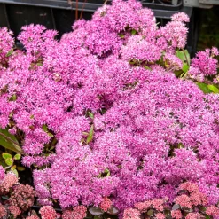 Sedum Mr Goodbud - Fleurit sans effort