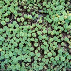 Sedum pachyclados - Un tapis vert sans effort
