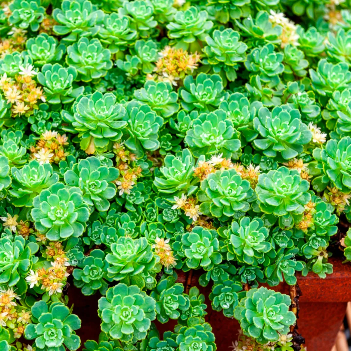 Sedum pachyclados - Un tapis vert sans effort