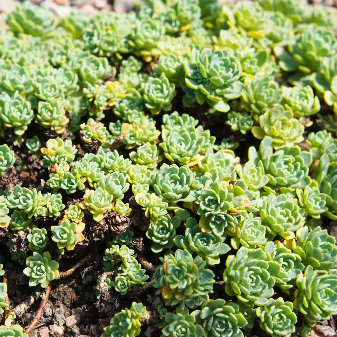 Sedum pachyclados - Un tapis vert sans effort