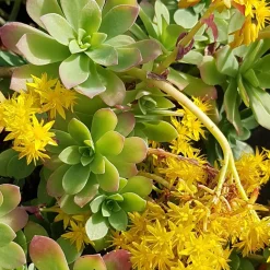 Sedum palmeri - Cascade dorée sans effort