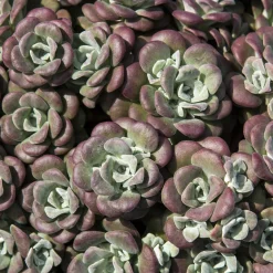Sedum spatulé Purpureum - Tapis pourpre sans arrosage