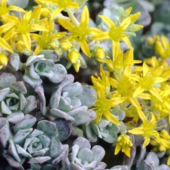Sedum spatulé Purpureum - Tapis pourpre sans arrosage