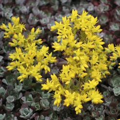 Sedum spatulé Purpureum - Tapis pourpre sans arrosage