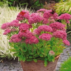 Sedum spectabile - Orpin d'automne - Fleurit quand tout fane