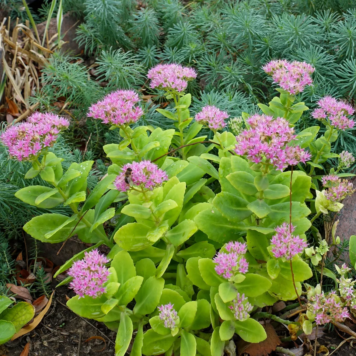 Sedum spectabile - Orpin d'automne - Fleurit quand tout fane