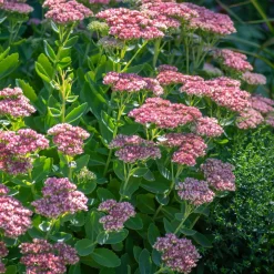 Sedum spectabile - Orpin d'automne - Fleurit quand tout fane