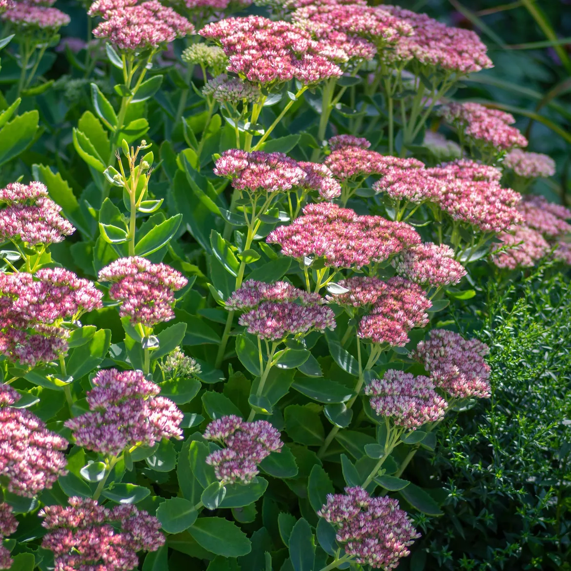 Sedum spectabile - Orpin d'automne - Fleurit quand tout fane
