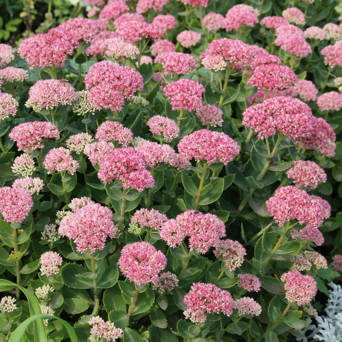 Sedum spectabile - Orpin d'automne - Fleurit quand tout fane