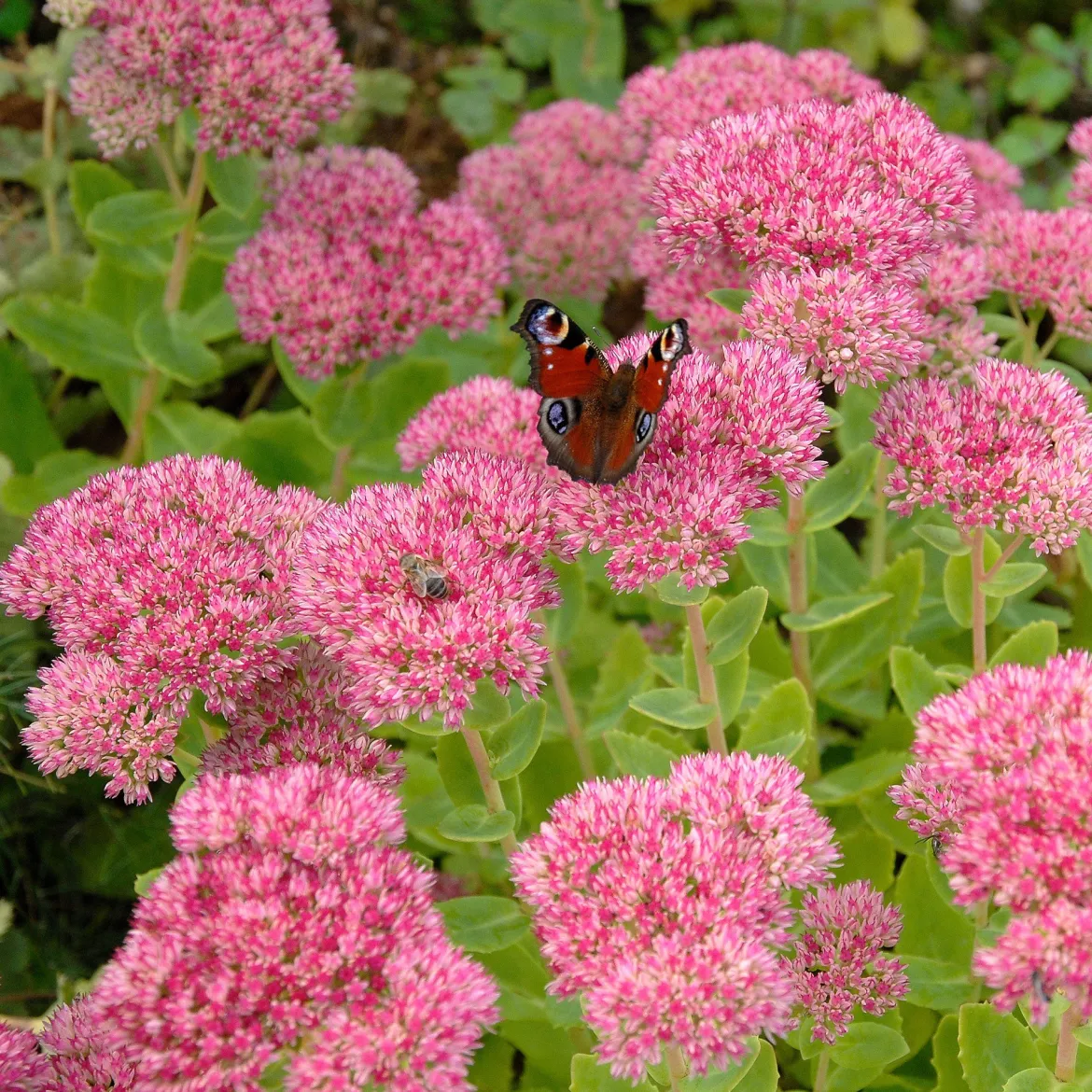 Sedum spectabile - Orpin d'automne - Fleurit quand tout fane