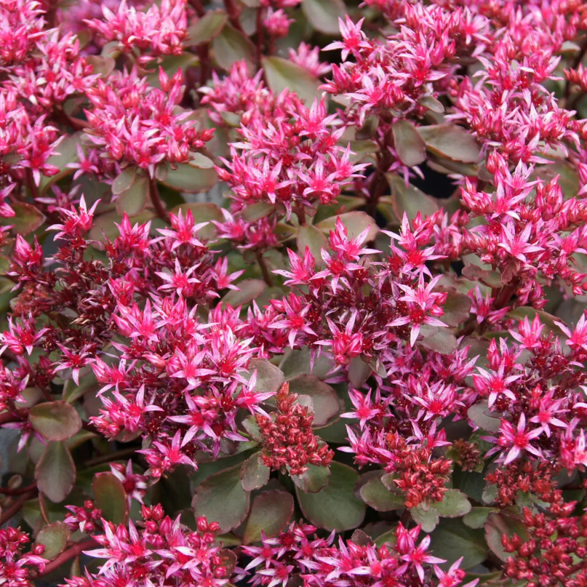 Sedum spurium Fuldaglut - Un tapis rouge sans effort