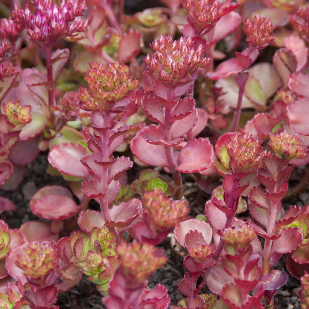 Sedum spurium Fuldaglut - Un tapis rouge sans effort