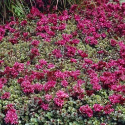 Sedum spurium Fuldaglut - Un tapis rouge sans effort