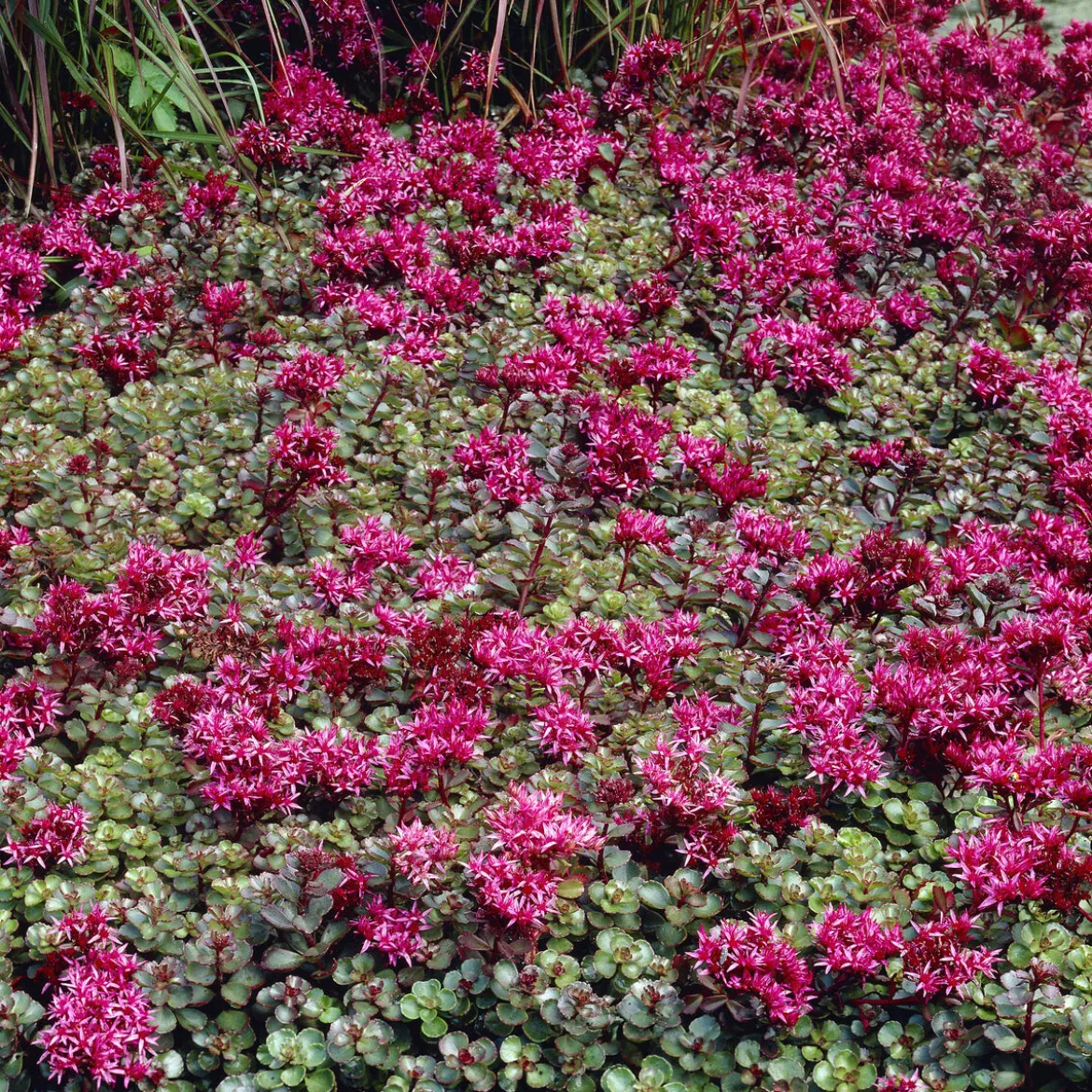 Sedum spurium Fuldaglut - Un tapis rouge sans effort