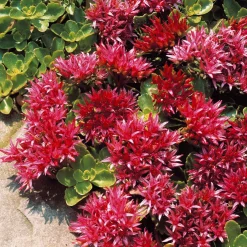 Sedum spurium Fuldaglut - Un tapis rouge sans effort