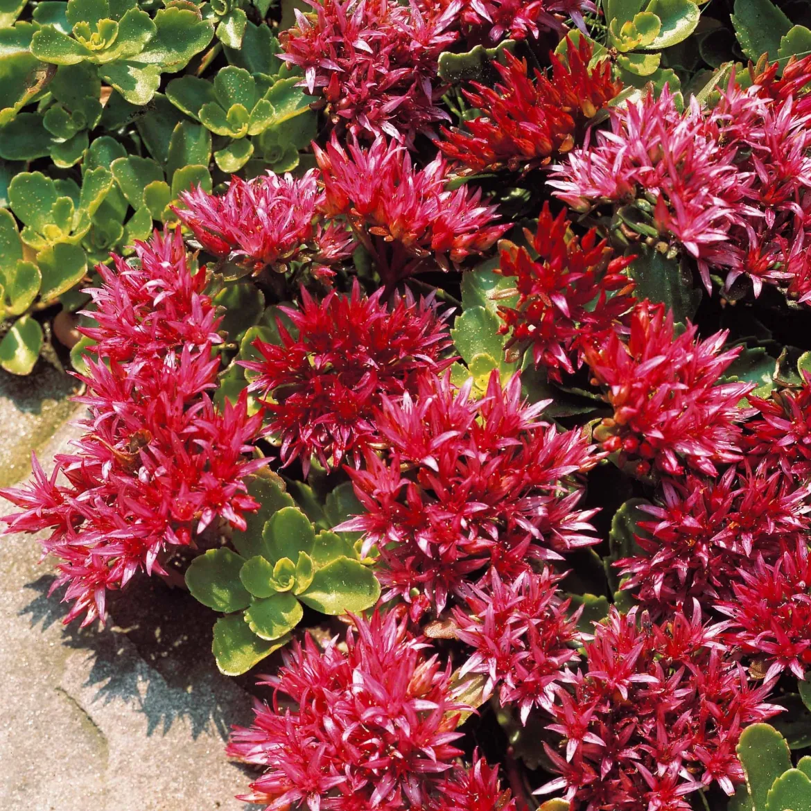 Sedum spurium Fuldaglut - Un tapis rouge sans effort