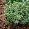 Sedum spurium panaché - Le tapis fleuri sans effort