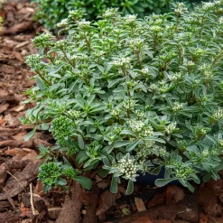Sedum spurium panaché - Le tapis fleuri sans effort