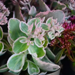 Sedum spurium panaché - Le tapis fleuri sans effort