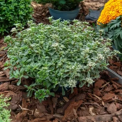 Sedum spurium panaché - Le tapis fleuri sans effort