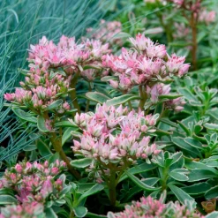 Sedum spurium panaché - Le tapis fleuri sans effort