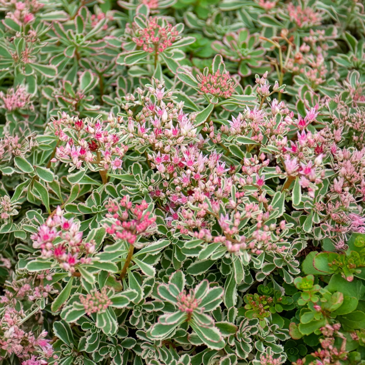 Sedum spurium panaché - Le tapis fleuri sans effort
