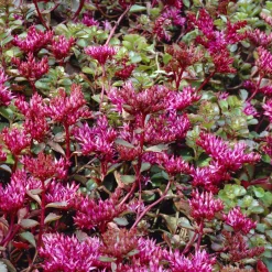 Sedum spurium Schorbuser - Un tapis rouge sans effort