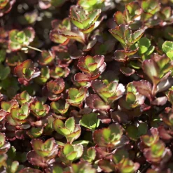 Sedum spurium Schorbuser - Un tapis rouge sans effort