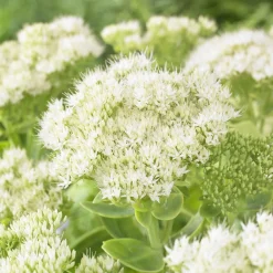 Sedum Stardust - Fleurs blanches, zéro entretien
