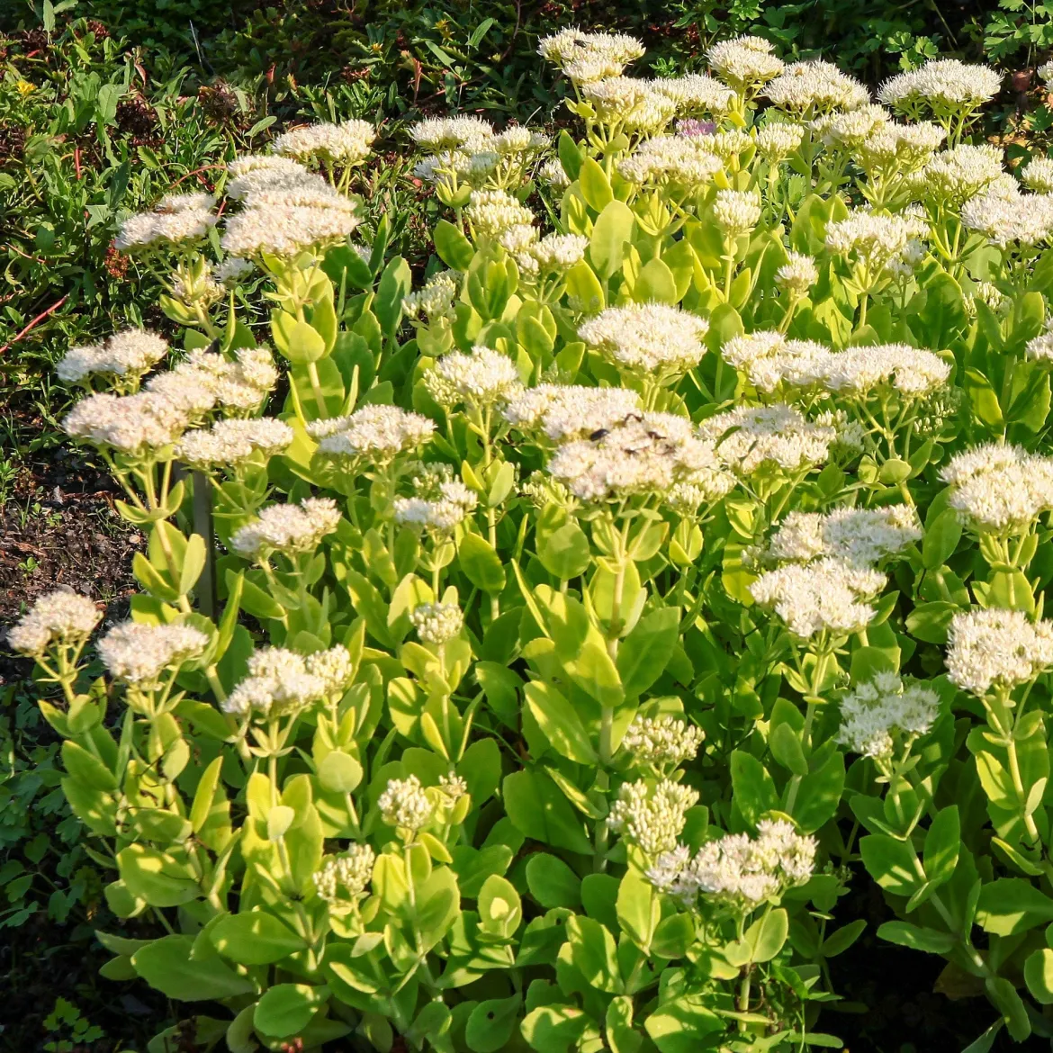 Sedum Stardust - Fleurs blanches, zéro entretien