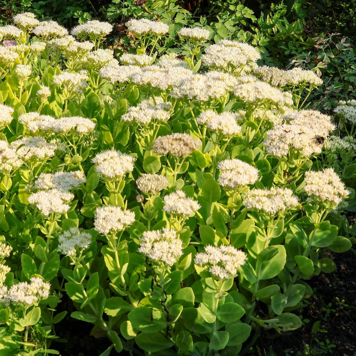 Sedum Stardust - Fleurs blanches, zéro entretien