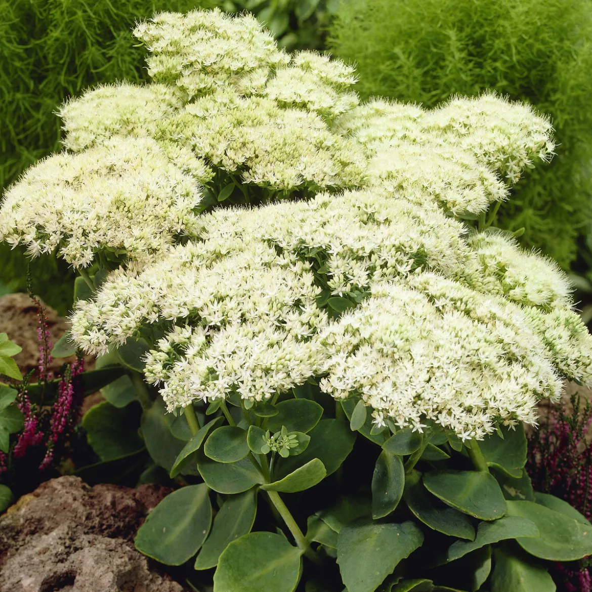 Sedum Stardust - Fleurs blanches, zéro entretien