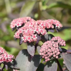 Sedum Sunsparkler® Cherry Tart - Un tapis rouge cerise