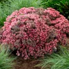 Sedum Sunsparkler® Dazzleberry - Le tapis rose qui se néglige