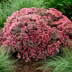 Sedum Sunsparkler® Dazzleberry - Le tapis rose qui se néglige