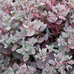 Sedum Sunsparkler® Dazzleberry - Le tapis rose qui se néglige