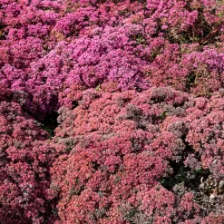 Sedum Sunsparkler® Dazzleberry - Le tapis rose qui se néglige