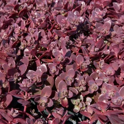 Sedum Sunsparkler® Firecracker - Feuillage pourpre, zéro effort