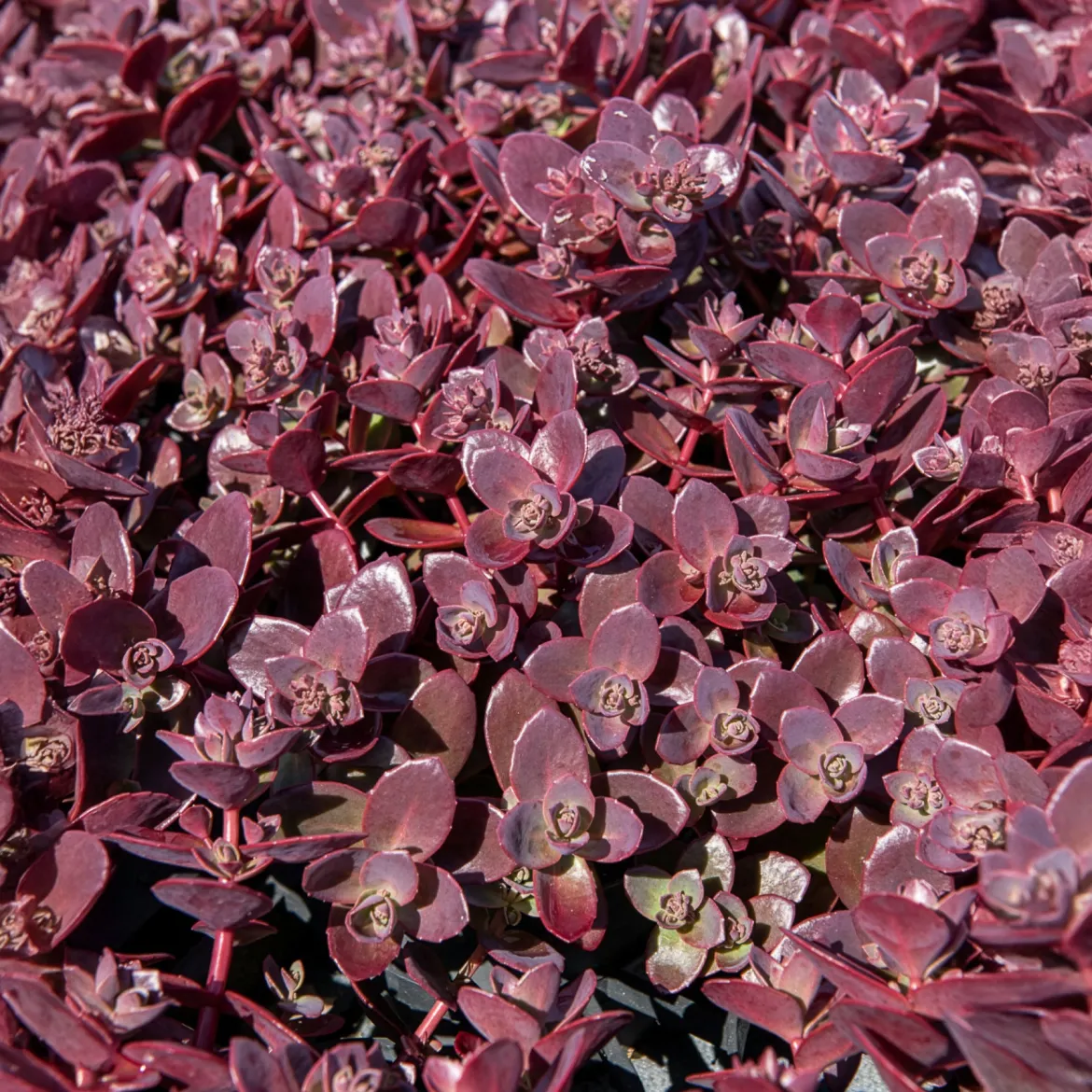 Sedum Sunsparkler® Firecracker - Feuillage pourpre, zéro effort