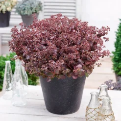 Sedum Sunsparkler® Firecracker - Feuillage pourpre, zéro effort