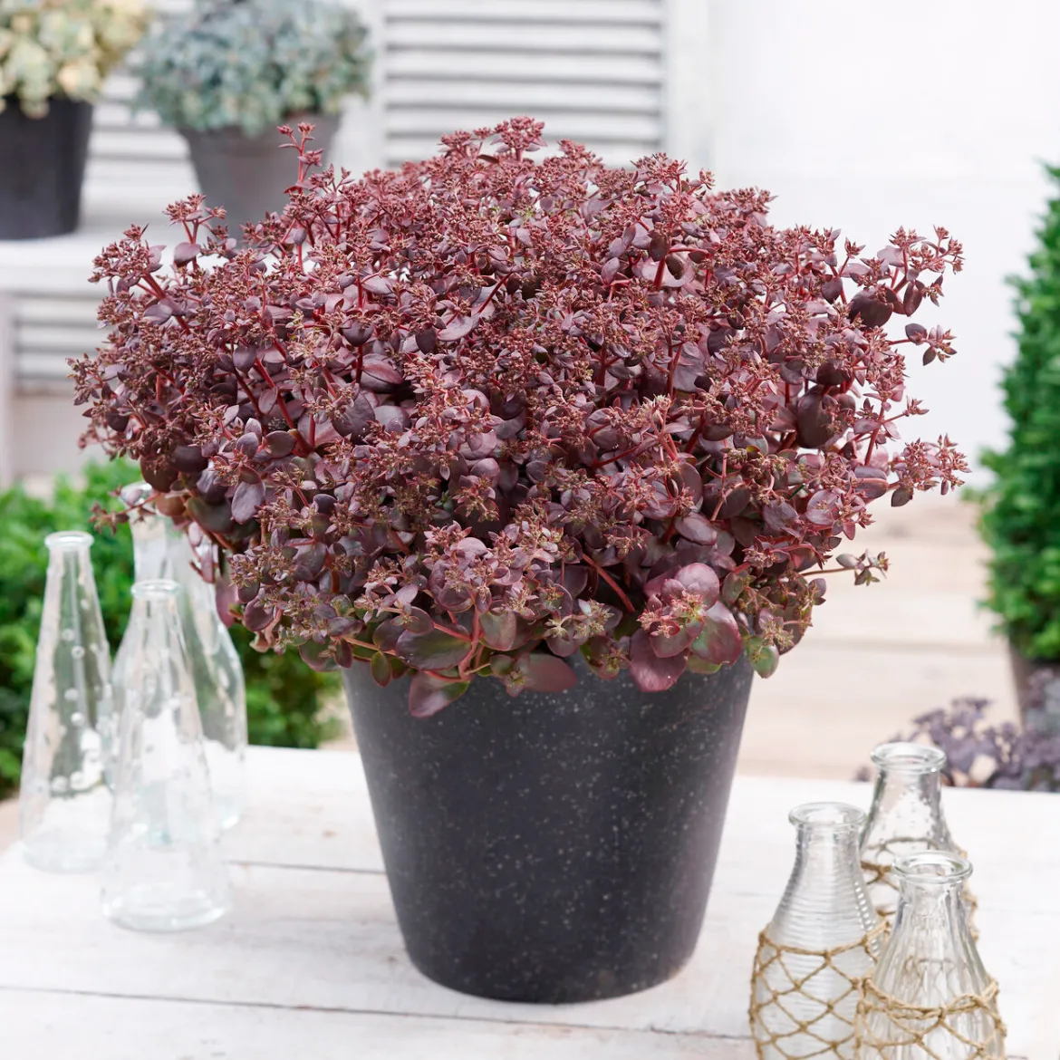 Sedum Sunsparkler® Firecracker - Feuillage pourpre, zéro effort