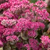 Sedum Thunderhead - Fleurs roses sans arrosage