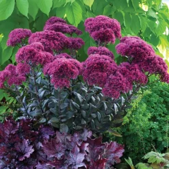 Sedum Thunderhead - Fleurs roses sans arrosage